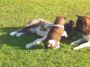 DSCN0935.jpg